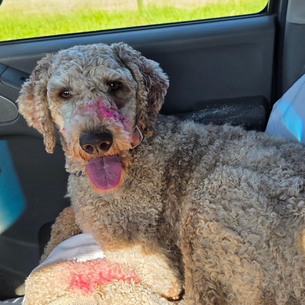 Enlarge Millie, a Adoptable Standard Poodle in Goltry, OK image 2/6
