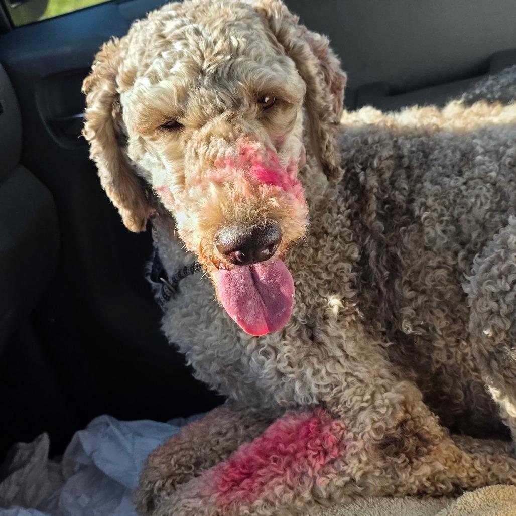 Enlarge Millie, a Adoptable Standard Poodle in Goltry, OK image 3/6