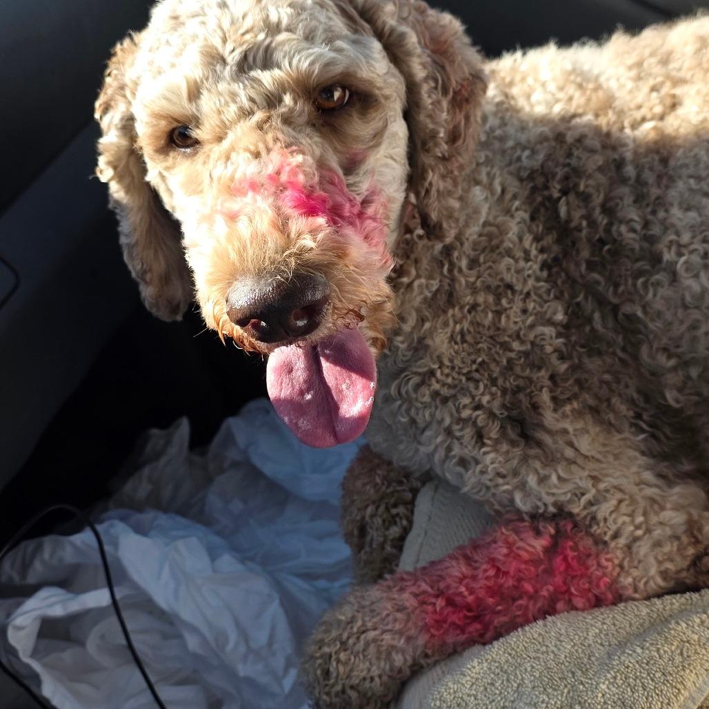 Enlarge Millie, a Adoptable Standard Poodle in Goltry, OK image 4/6