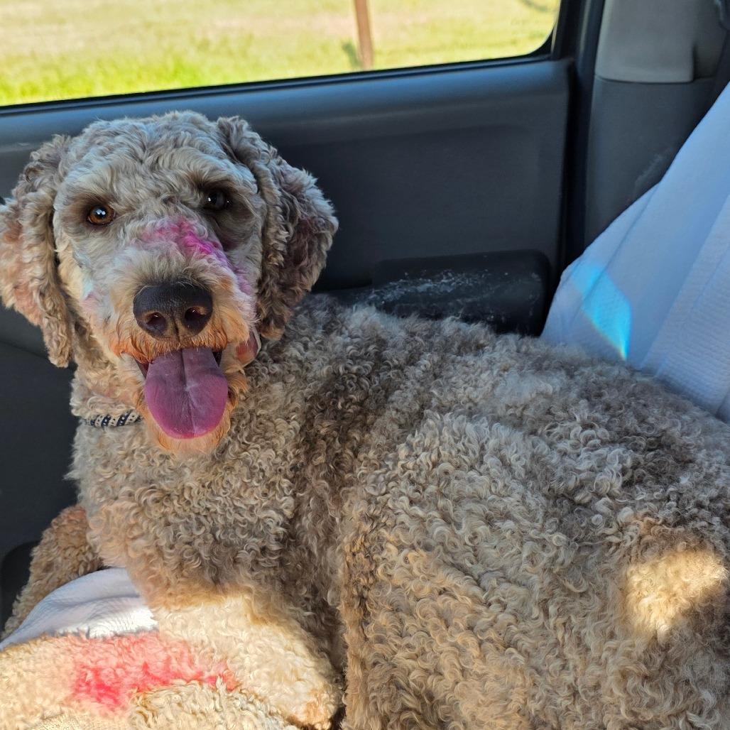 Enlarge Millie, a Adoptable Standard Poodle in Goltry, OK image 5/6