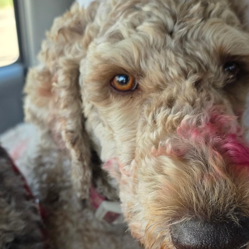 Enlarge Millie, a Adoptable Standard Poodle in Goltry, OK image 6/6