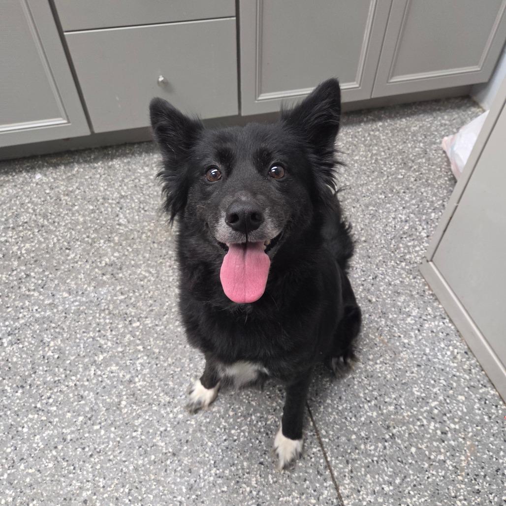 Momma Bear, a Adoptable mixed breed in Parkersburg, WV image 1/2