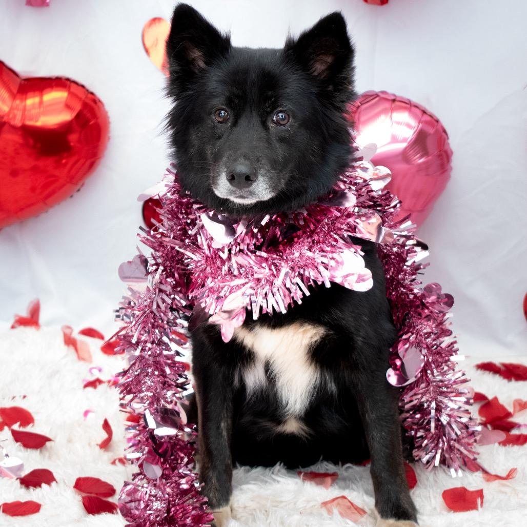 Momma Bear, a Adoptable mixed breed in Parkersburg, WV image 2/2