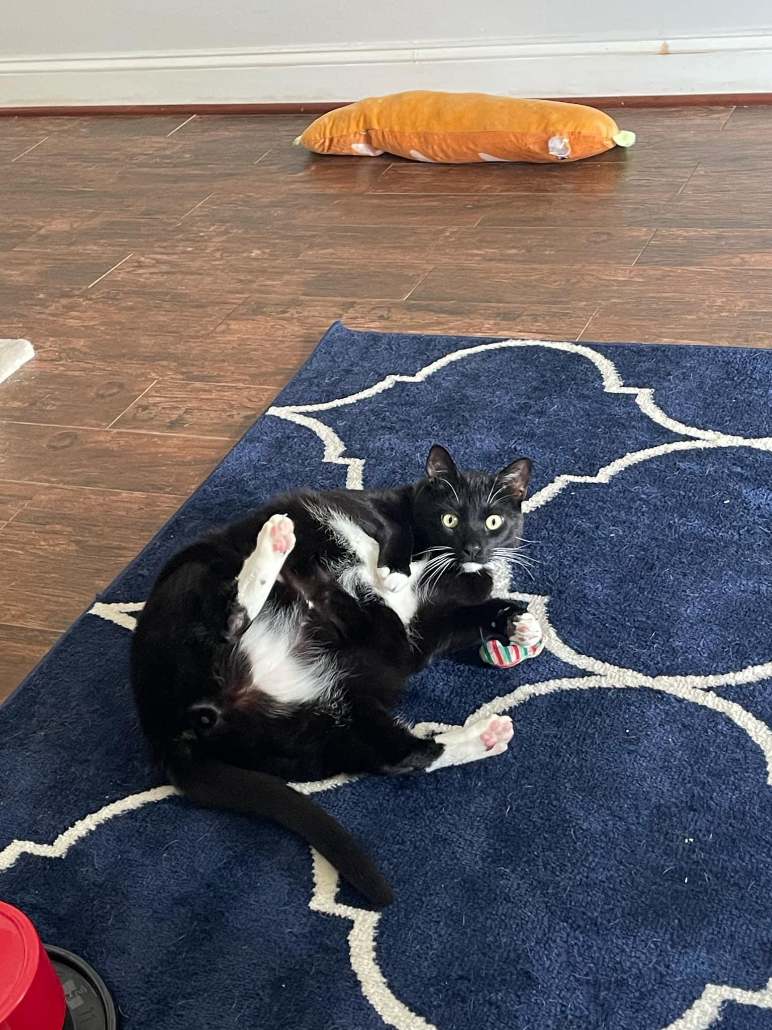 Oryx, a Adoptable Domestic Short Hair in Fairfax, VA image 1/5