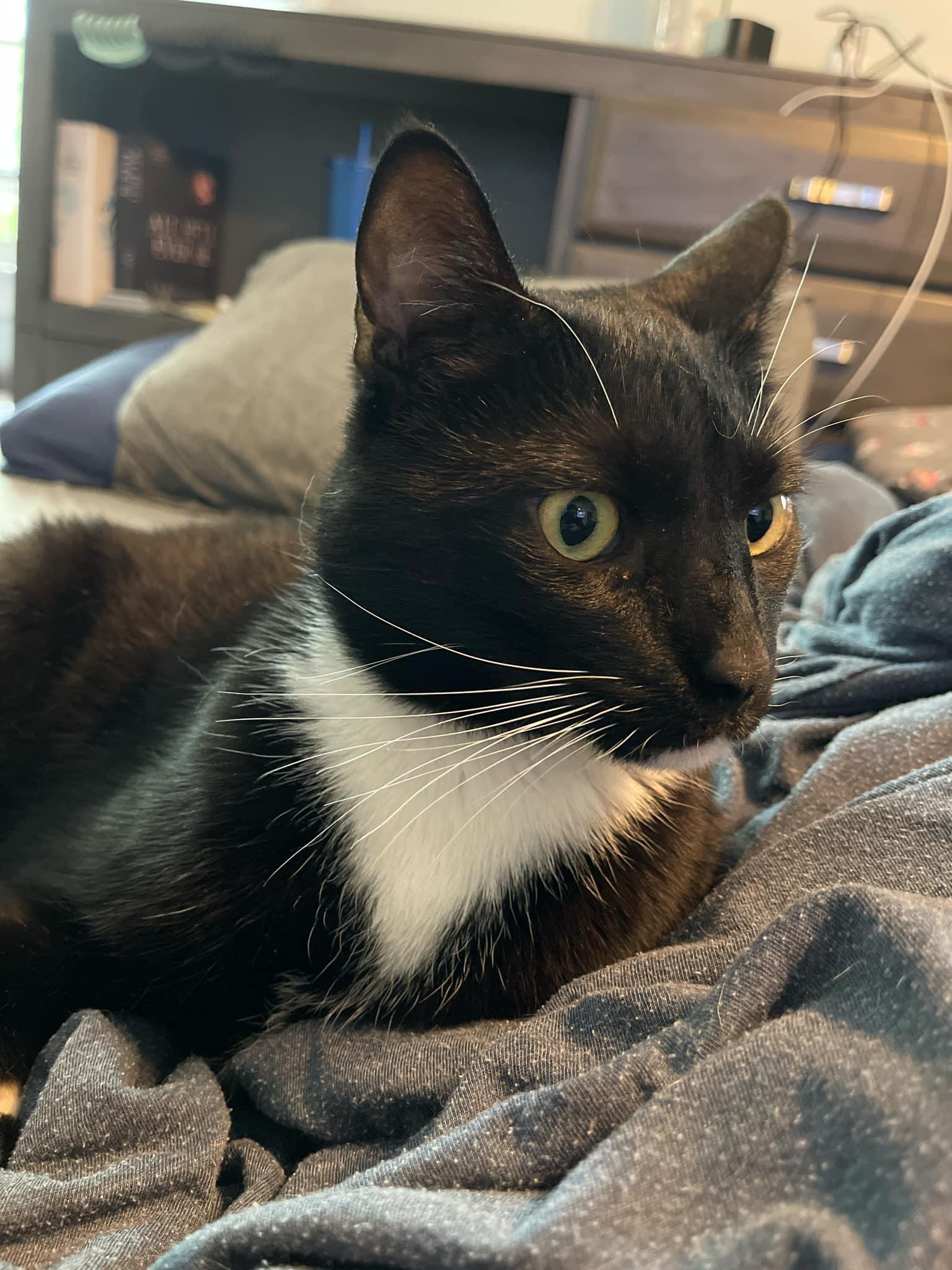 Oryx, a Adoptable Domestic Short Hair in Fairfax, VA image 4/5