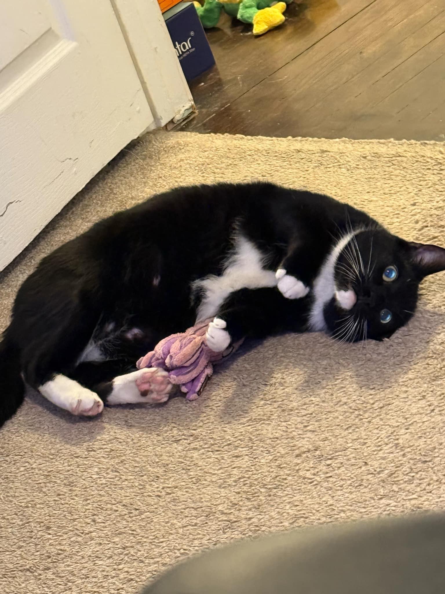 Oryx, Adoptable, Adult Male Domestic Short Hair.