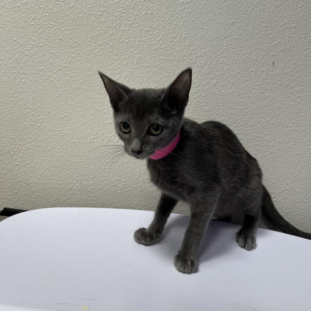 Harper, Adoptable, Kitten Female Domestic Short Hair & Domestic Short Hair.