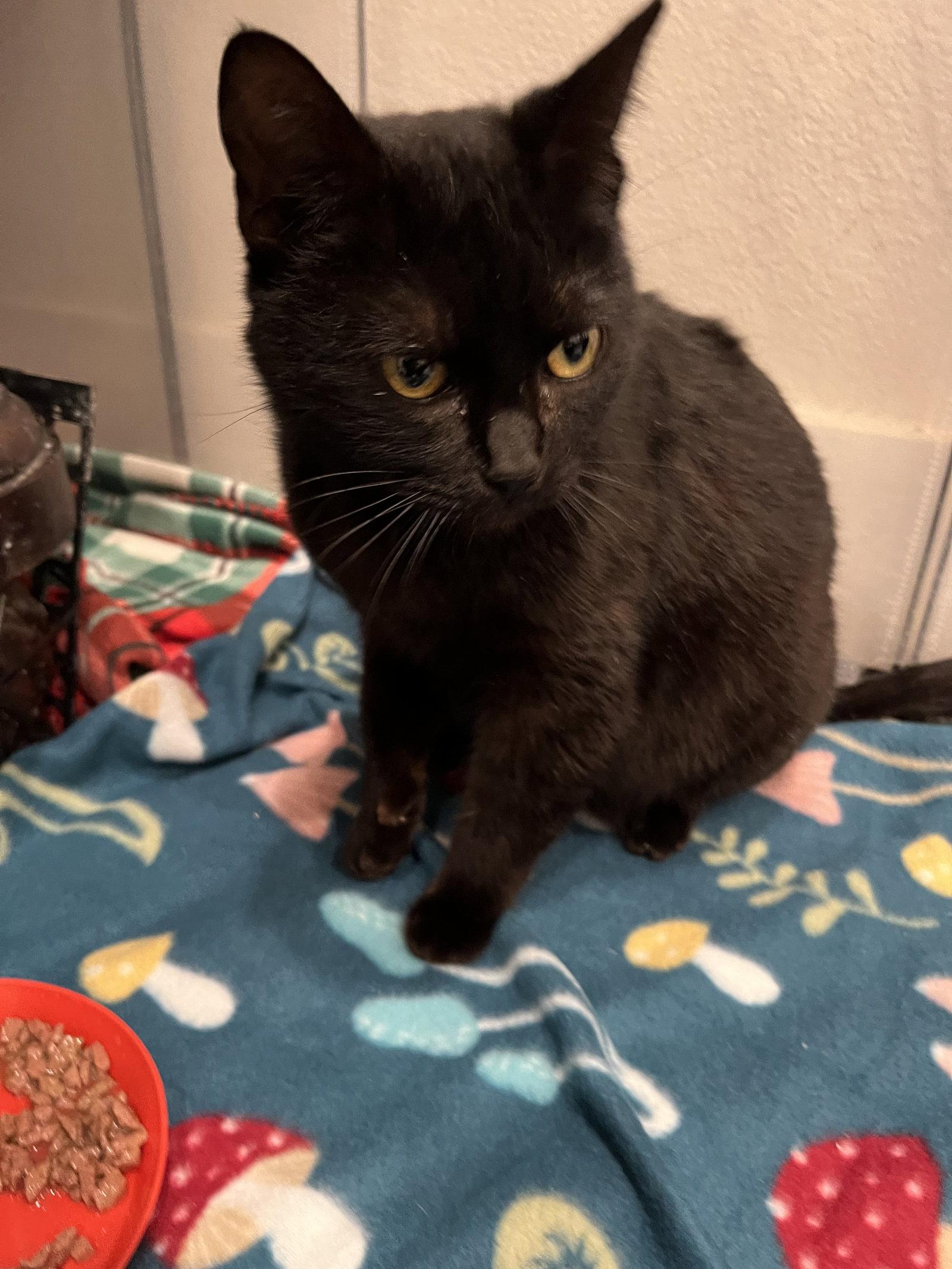Chispa, Adoptable, Adult Female Domestic Short Hair.