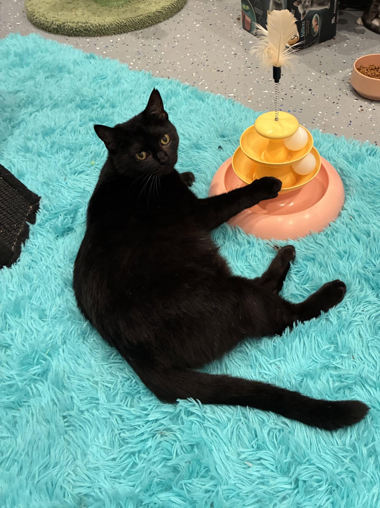 Enlarge Chispa, a Adoptable Domestic Short Hair in Frisco, TX image 3/3