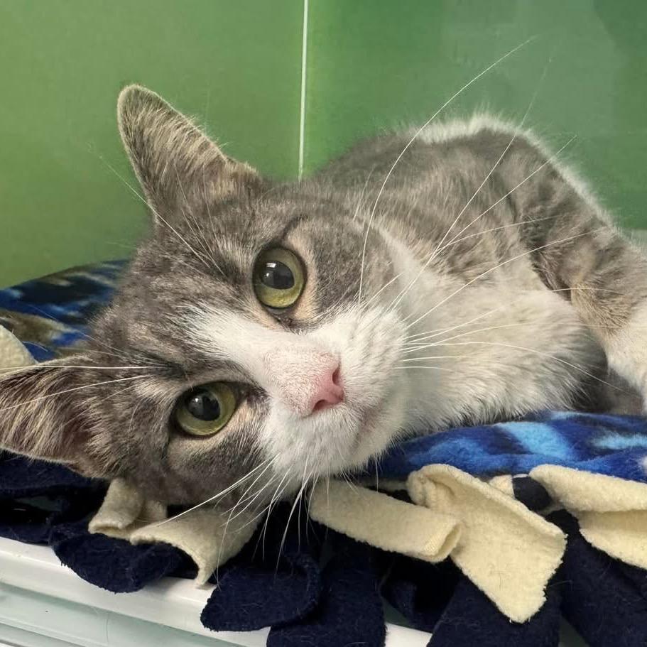 Kylie, Adoptable, Adult Female Domestic Short Hair.