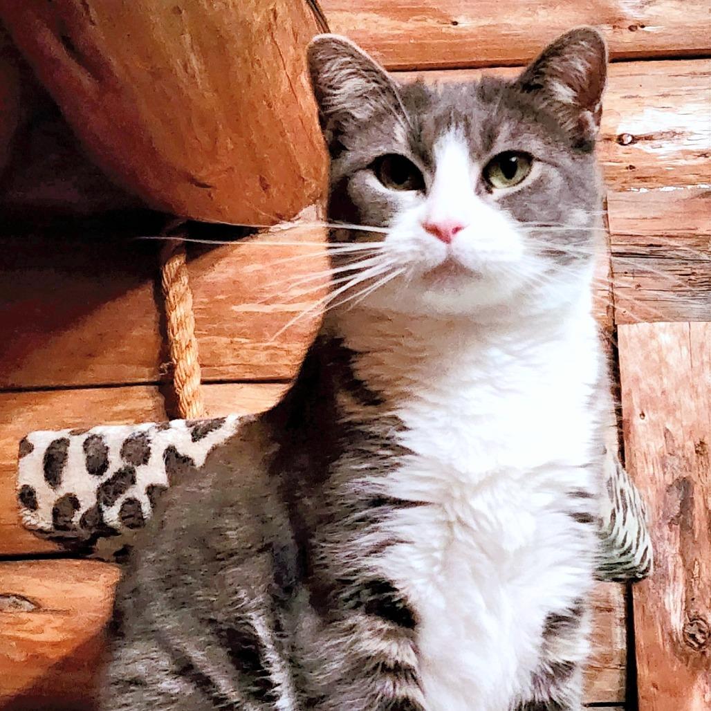 Enlarge Kylie, a Adoptable Domestic Short Hair in Zimmerman, MN image 2/6