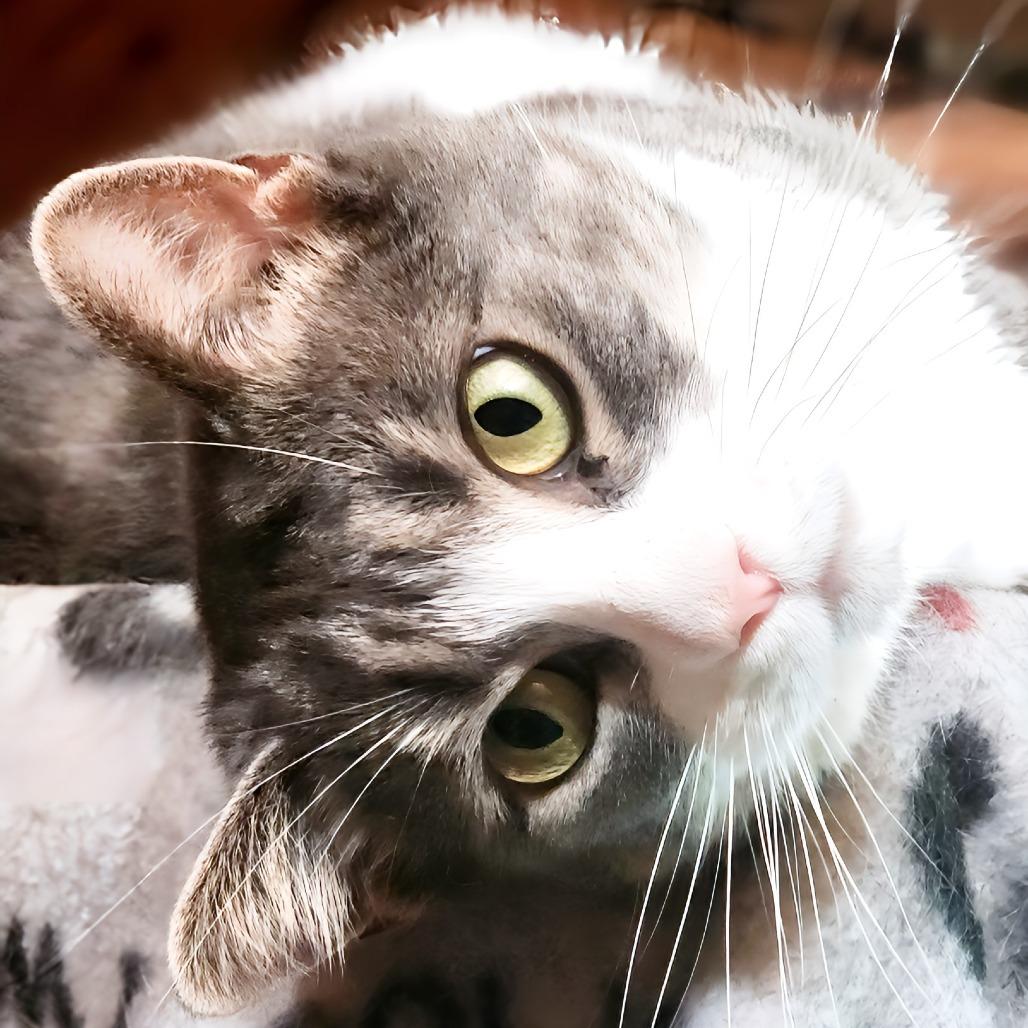 Enlarge Kylie, a Adoptable Domestic Short Hair in Zimmerman, MN image 3/6