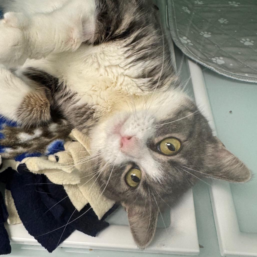 Enlarge Kylie, a Adoptable Domestic Short Hair in Zimmerman, MN image 4/6