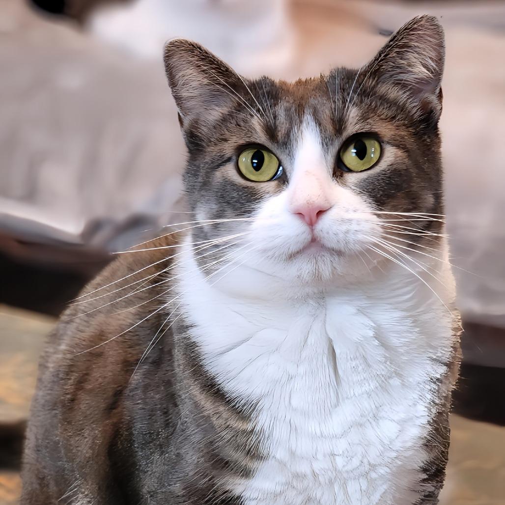 Enlarge Kylie, a Adoptable Domestic Short Hair in Zimmerman, MN image 5/6