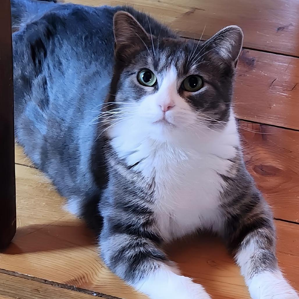 Enlarge Kylie, a Adoptable Domestic Short Hair in Zimmerman, MN image 6/6