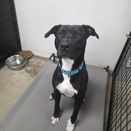Storm, ADOPTABLE, Adult Male Great Dane & Pit Bull Terrier.