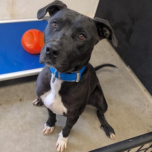Storm, Adoptable, Adult Male Great Dane & Pit Bull Terrier.