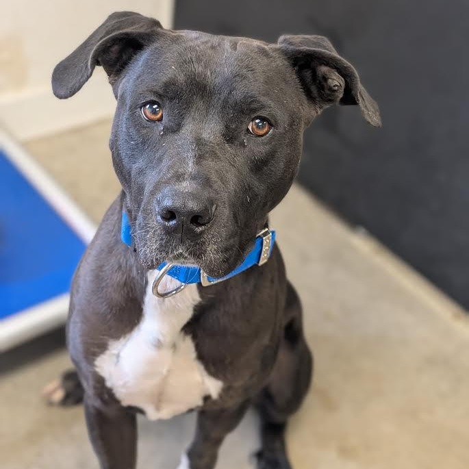 Enlarge Storm, a Adoptable mixed breed in Blue Earth, MN image 3/3