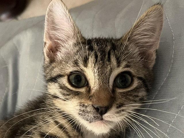 Tobi, a Adoptable Domestic Short Hair in Antioch, CA image 2/2