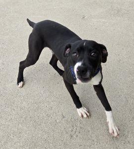 Enlarge Taz, an adopted Pit Bull Terrier in Bucyrus, OH image 3/5