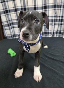 Enlarge Taz, an adoptable Pit Bull Terrier in Bucyrus, OH image 5/5