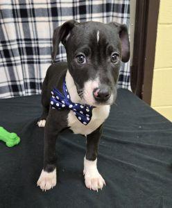 Enlarge Taz, an adoptable Pit Bull Terrier in Bucyrus, OH image 4/5