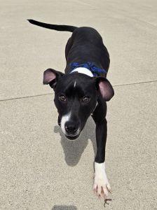 Enlarge Taz, an adopted Pit Bull Terrier in Bucyrus, OH image 4/5