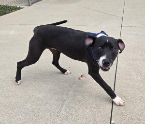 Enlarge Taz, an adopted Pit Bull Terrier in Bucyrus, OH image 2/5