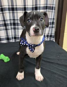 Taz, ADOPTABLE, Young Male Pit Bull Terrier.