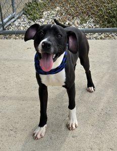 Enlarge Taz, an adopted Pit Bull Terrier in Bucyrus, OH image 1/5