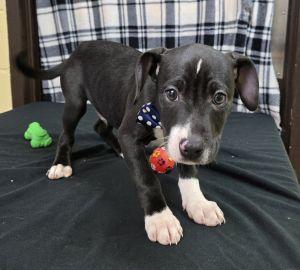 Enlarge Taz, an adoptable Pit Bull Terrier in Bucyrus, OH image 3/5