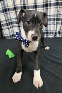 Enlarge Taz, an adoptable Pit Bull Terrier in Bucyrus, OH image 2/5