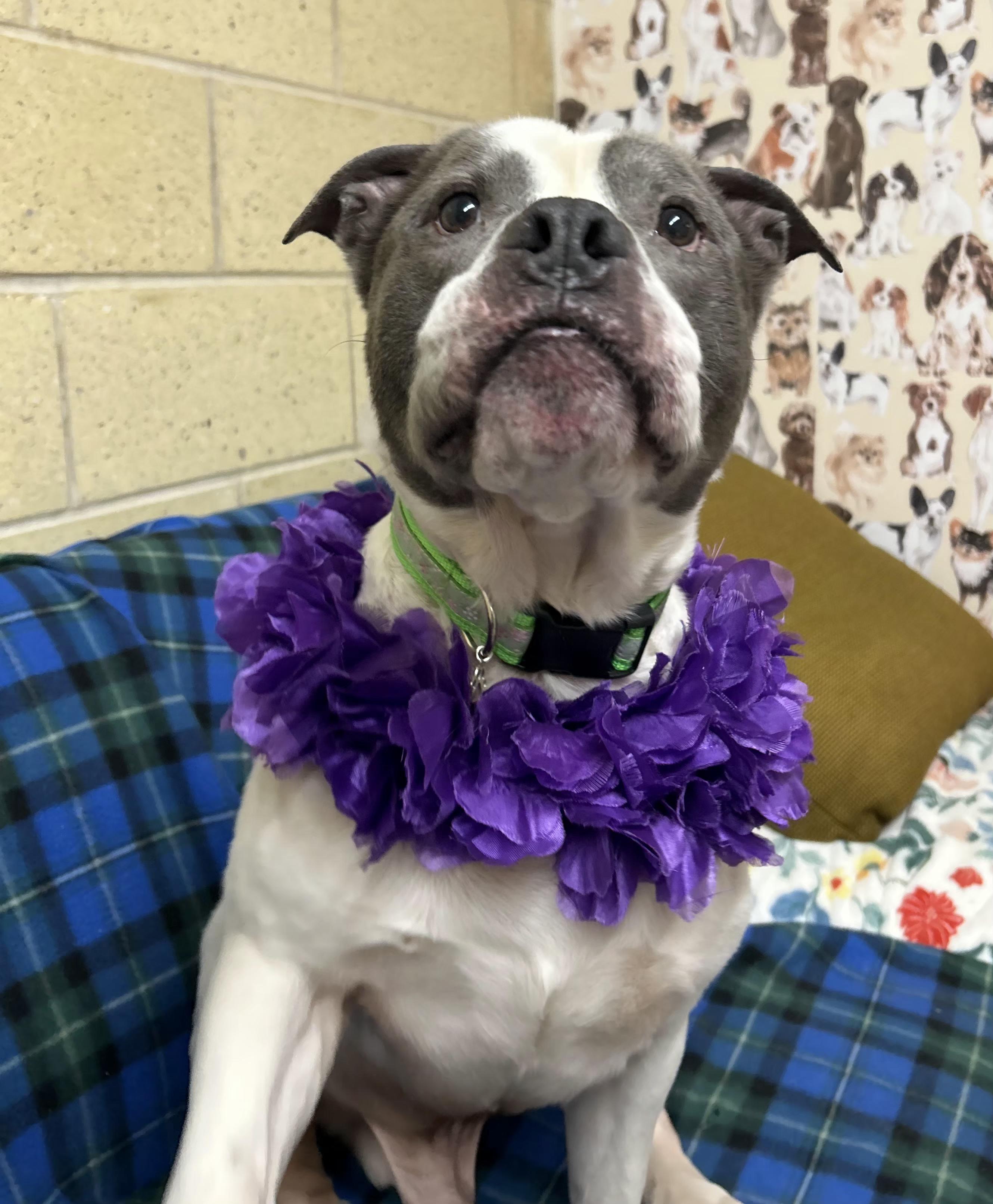 Enlarge Dixon, an adoptable American Bulldog in Mansfield, OH image 5/5