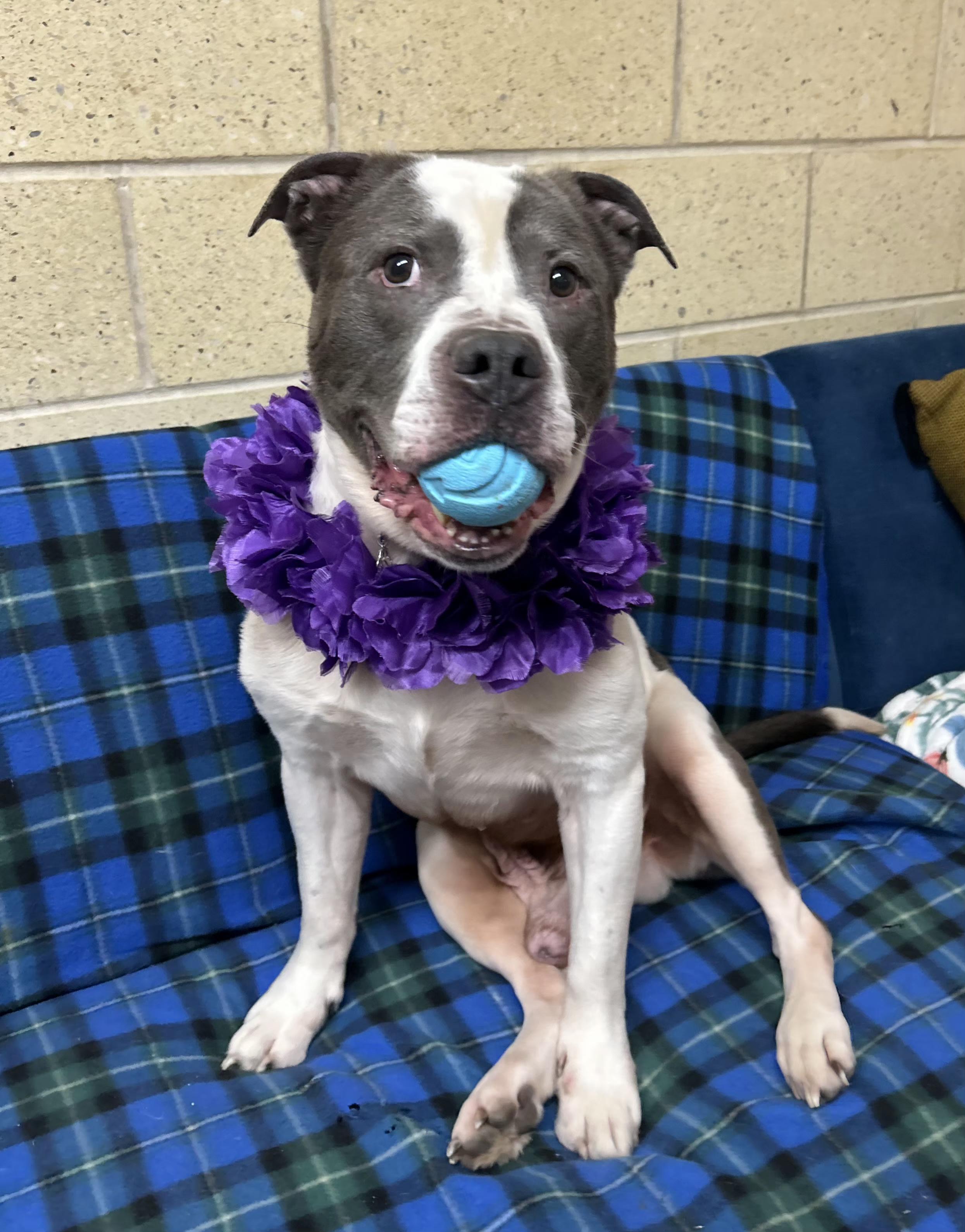 Enlarge Dixon, an adoptable American Bulldog in Mansfield, OH image 2/5
