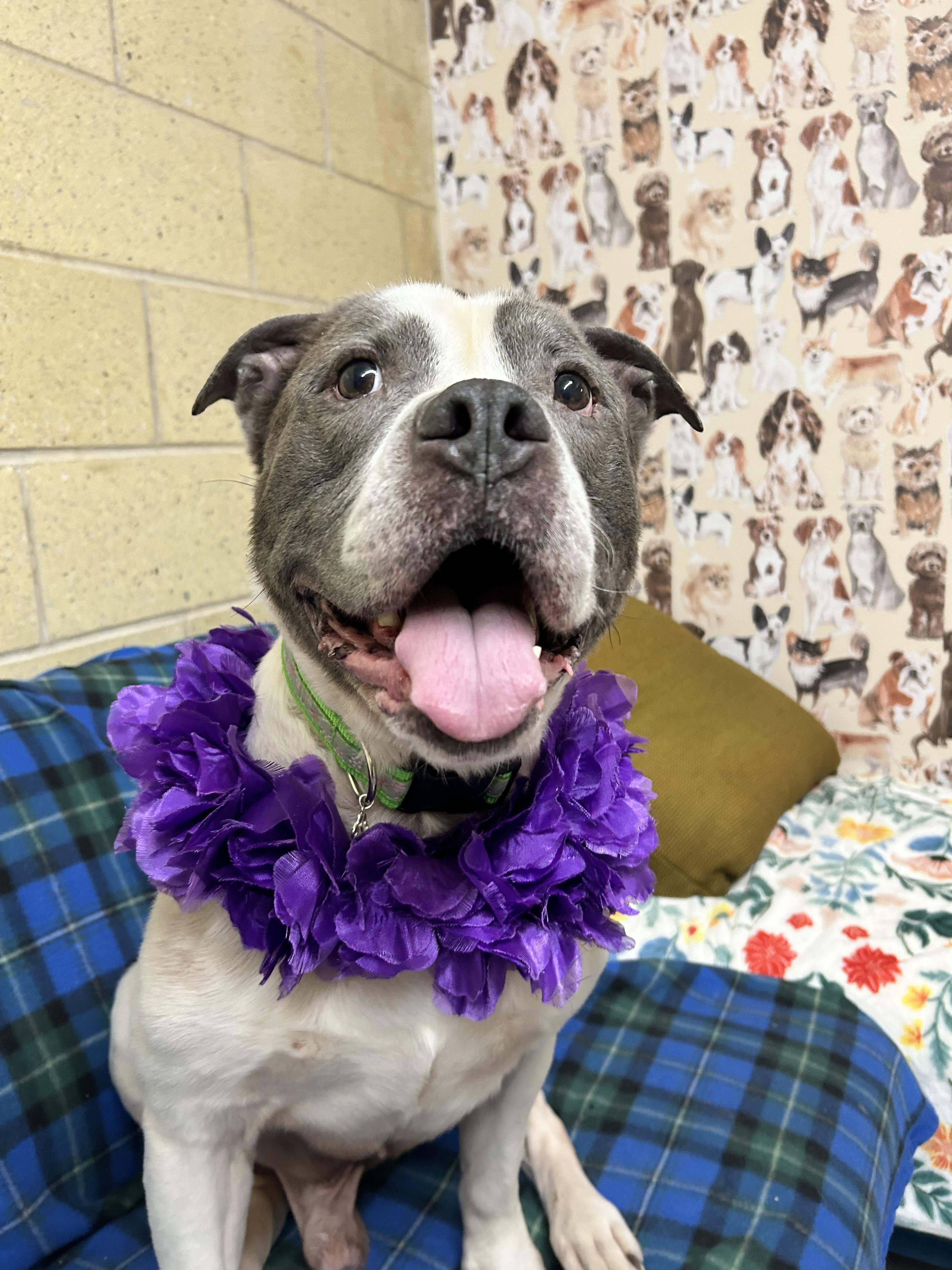 Enlarge Dixon, an adoptable American Bulldog in Mansfield, OH image 4/5