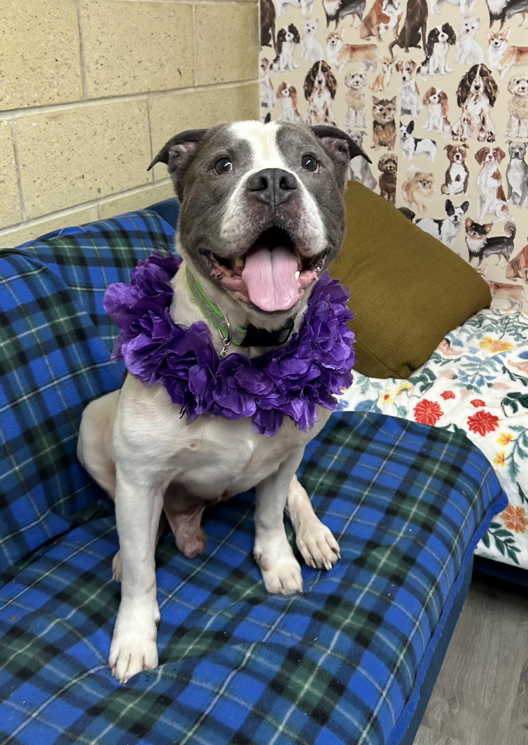 Enlarge Dixon, an adoptable American Bulldog in Mansfield, OH image 1/5