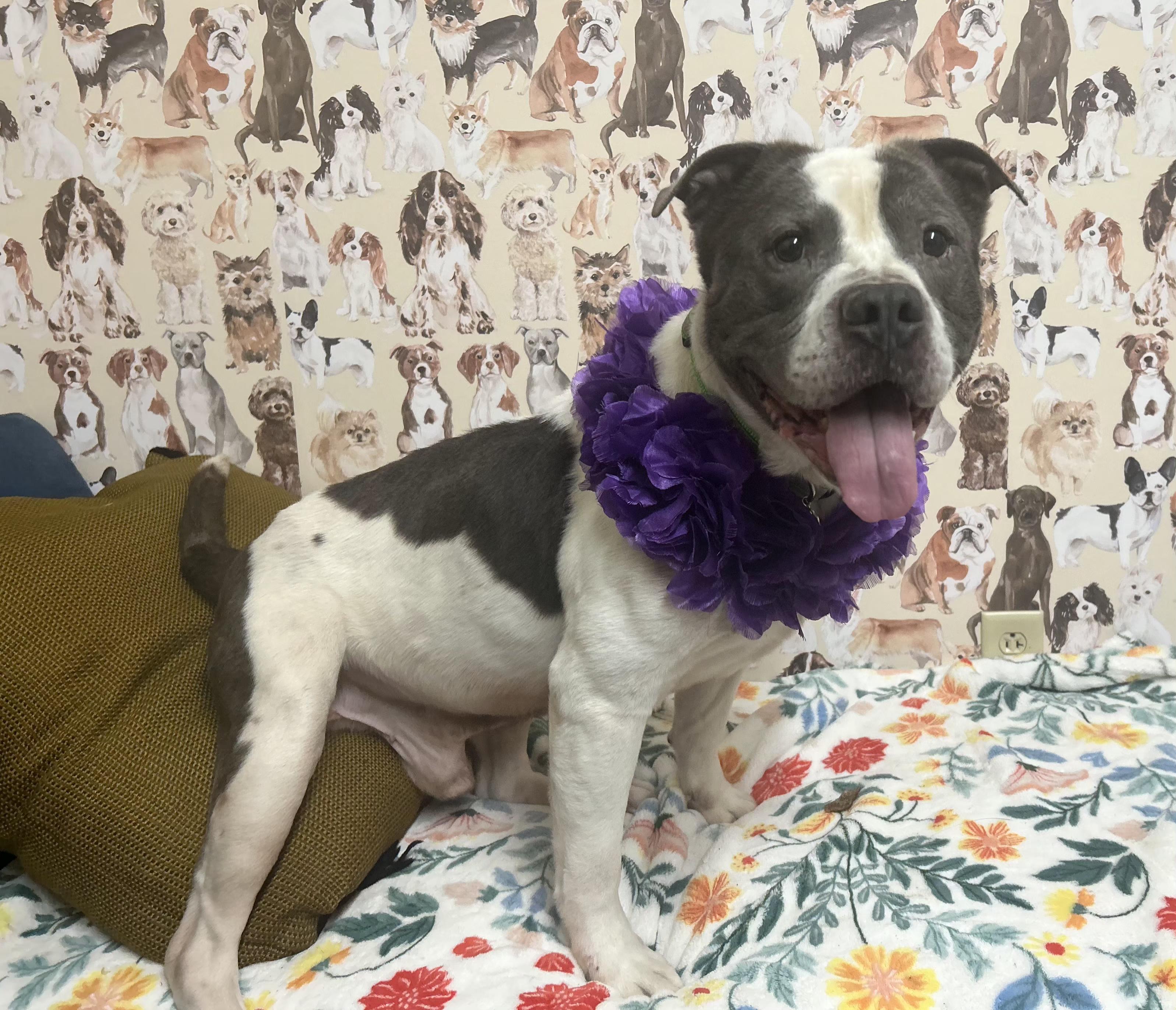 Enlarge Dixon, an adoptable American Bulldog in Mansfield, OH image 3/5