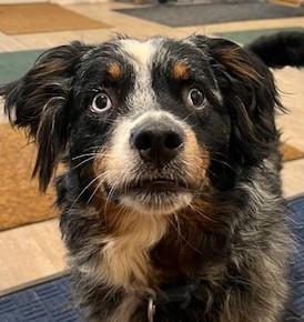 Finley, a Adoptable mixed breed in Warrenton, VA image 2/3