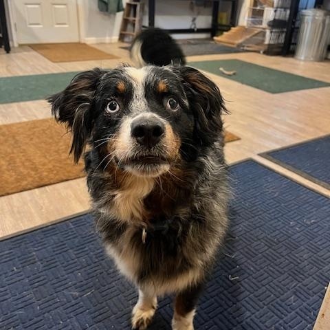Finley, Adoptable, Adult Female Australian Shepherd.
