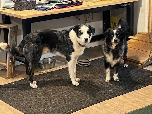 Finley, a Adoptable mixed breed in Warrenton, VA image 3/3