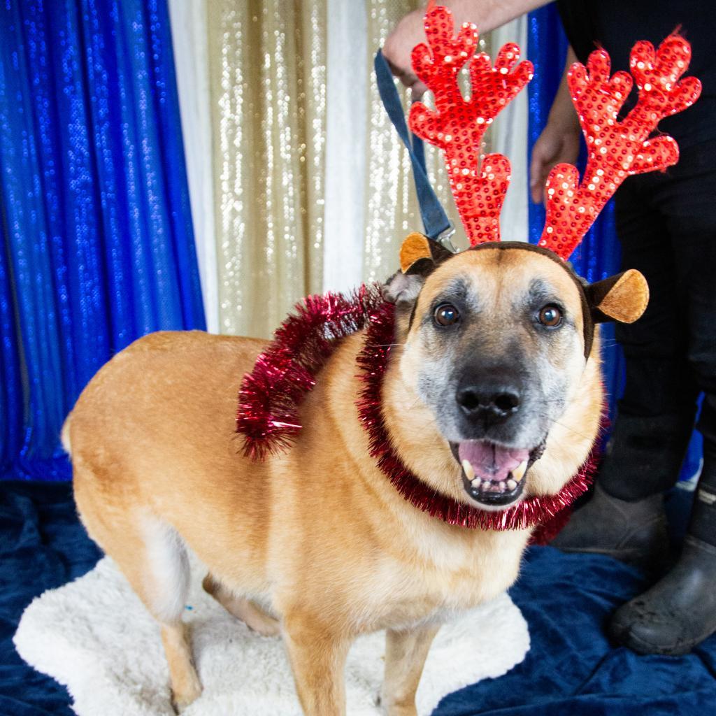 Sophie, Adoptable, Senior Female Mixed Breed.