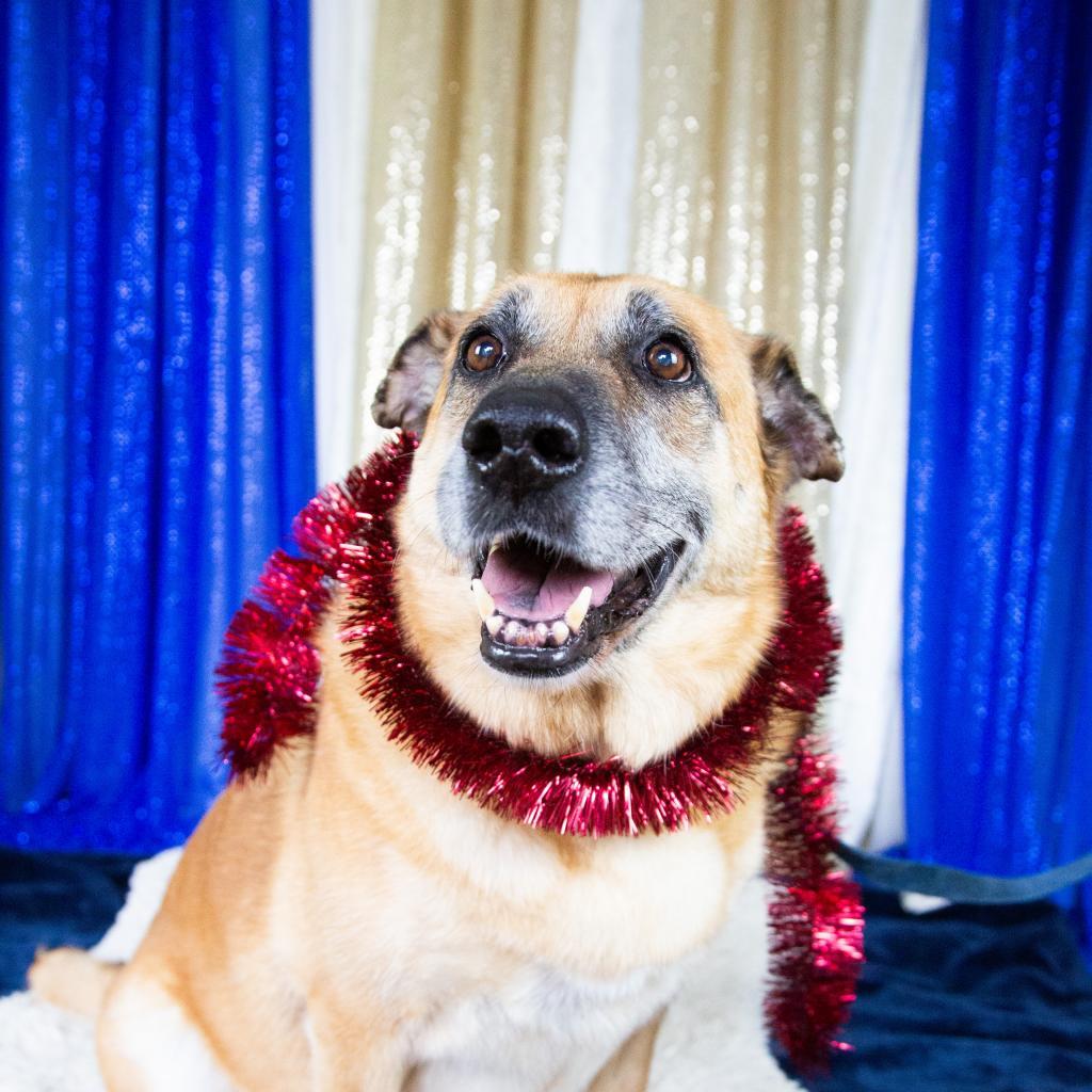 Enlarge Sophie, a Adoptable Mixed Breed in Fort Bragg, CA image 3/6