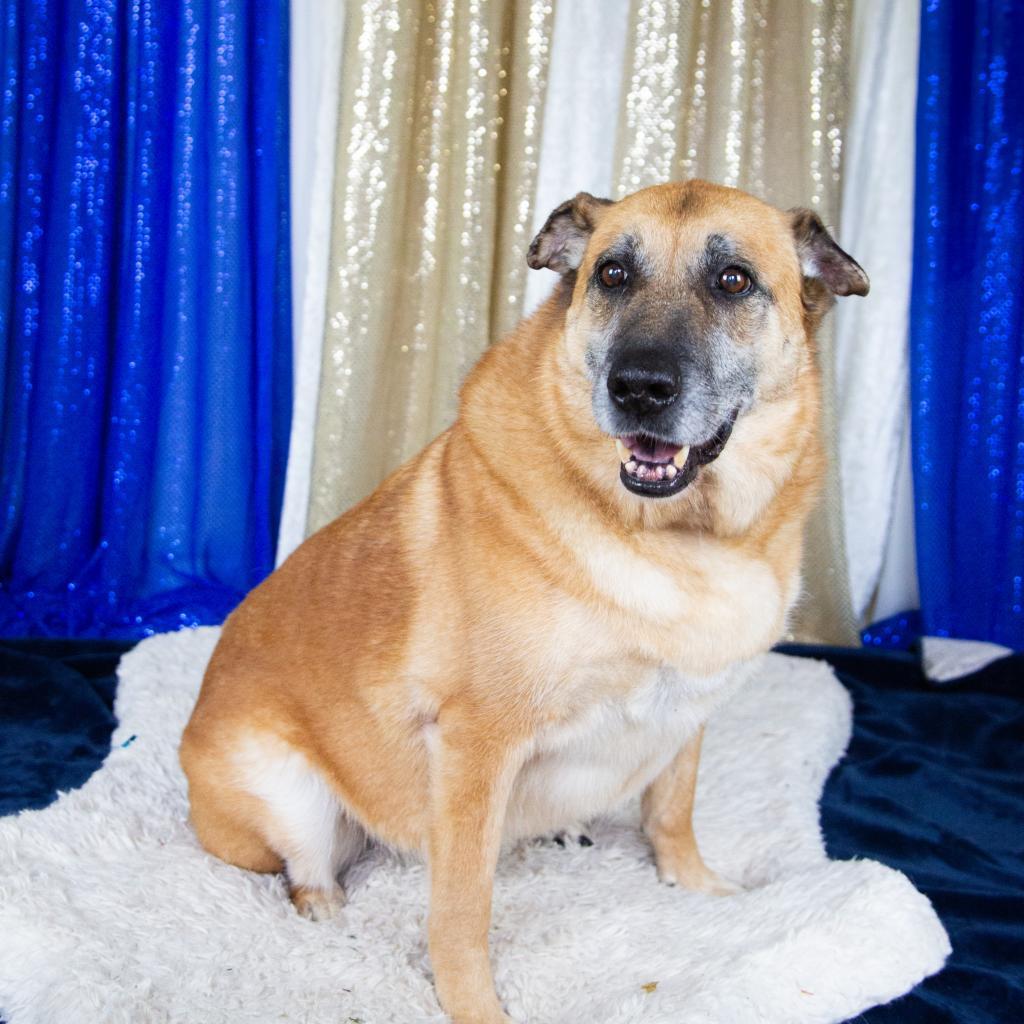 Enlarge Sophie, a Adoptable Mixed Breed in Fort Bragg, CA image 4/6