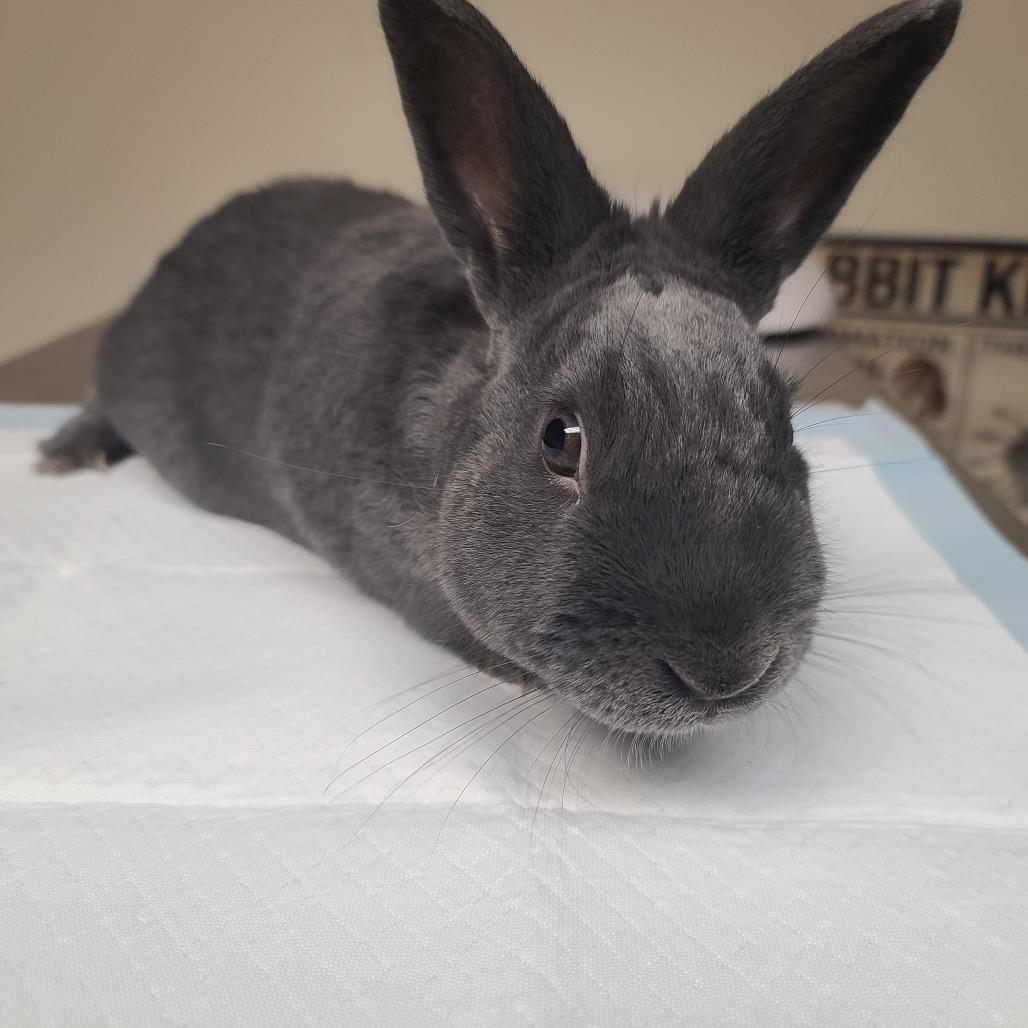 Salem, Adoptable, Senior Male Bunny Rabbit.