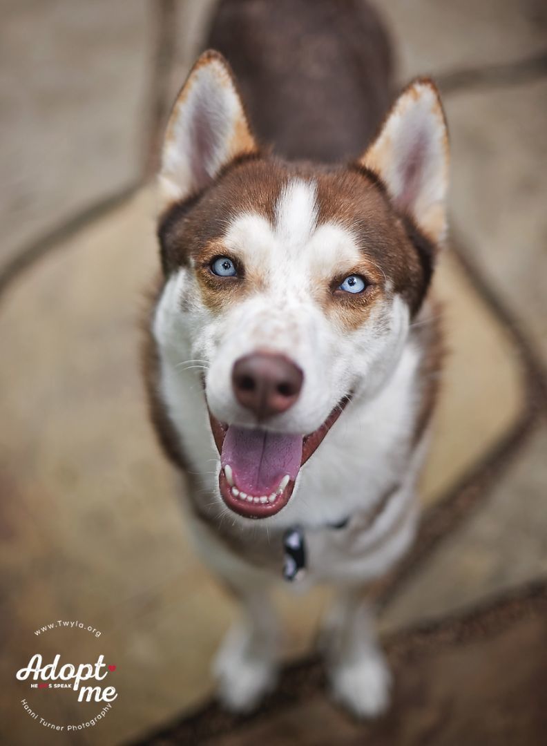 Saint, a Adoptable Siberian Husky in Kingwood, TX image 1/14