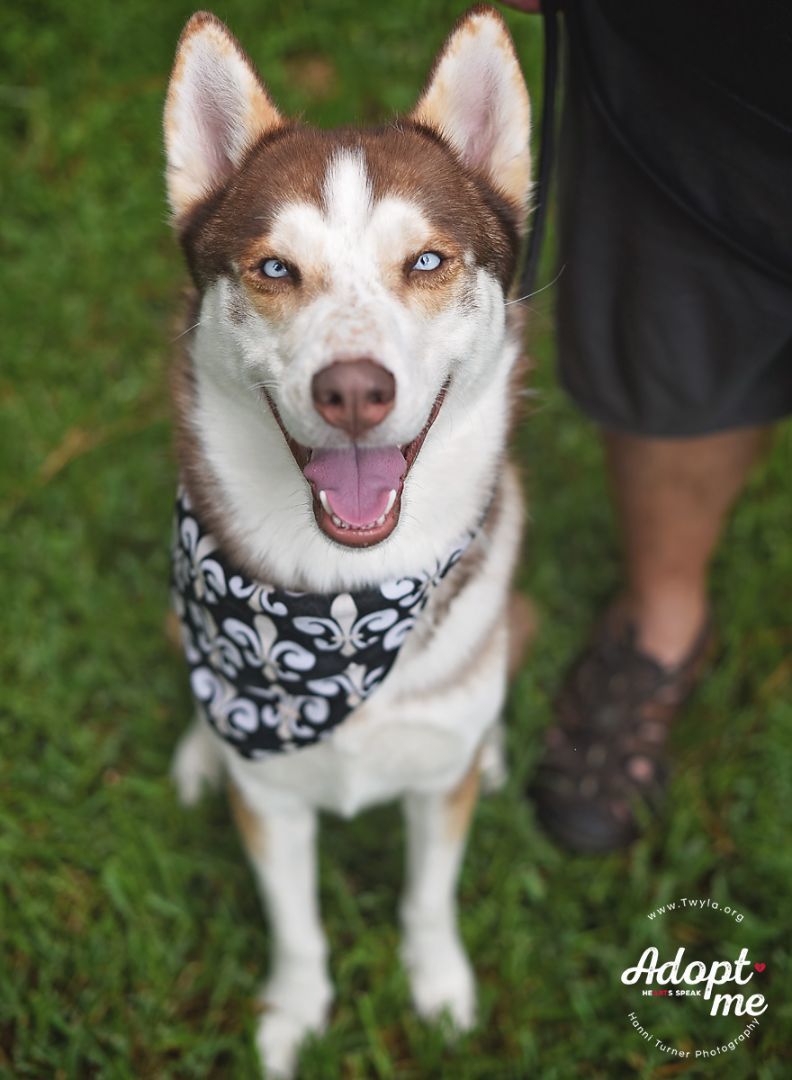 Saint, a Adoptable Siberian Husky in Kingwood, TX image 2/14