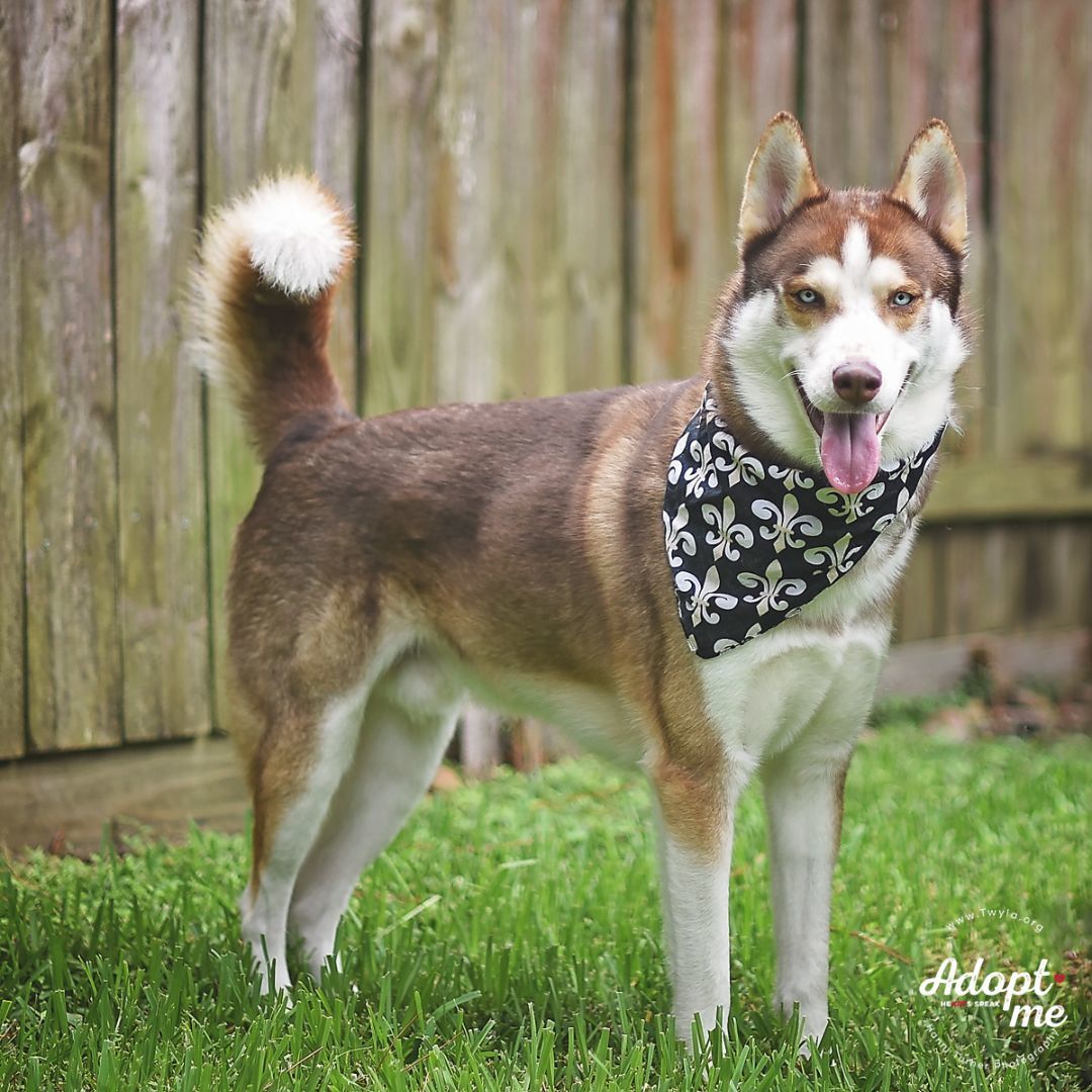 Saint, a Adoptable Siberian Husky in Kingwood, TX image 3/14