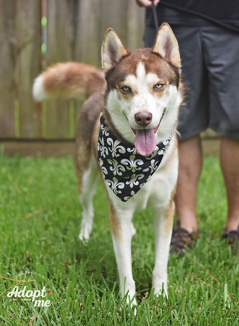 Saint, a Adoptable Siberian Husky in Kingwood, TX image 4/14