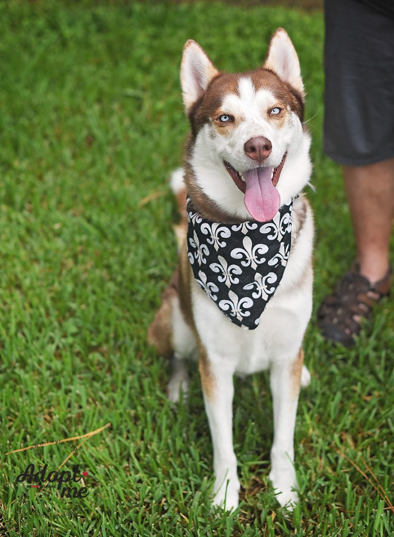 Saint, a Adoptable Siberian Husky in Kingwood, TX image 5/14