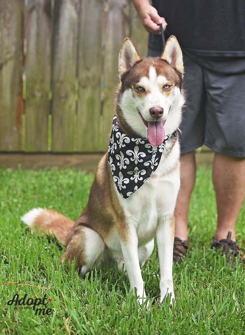 Saint, a Adoptable Siberian Husky in Kingwood, TX image 6/14